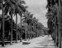 USA, Florida McGregor Blvd Royal Palms Poster Print