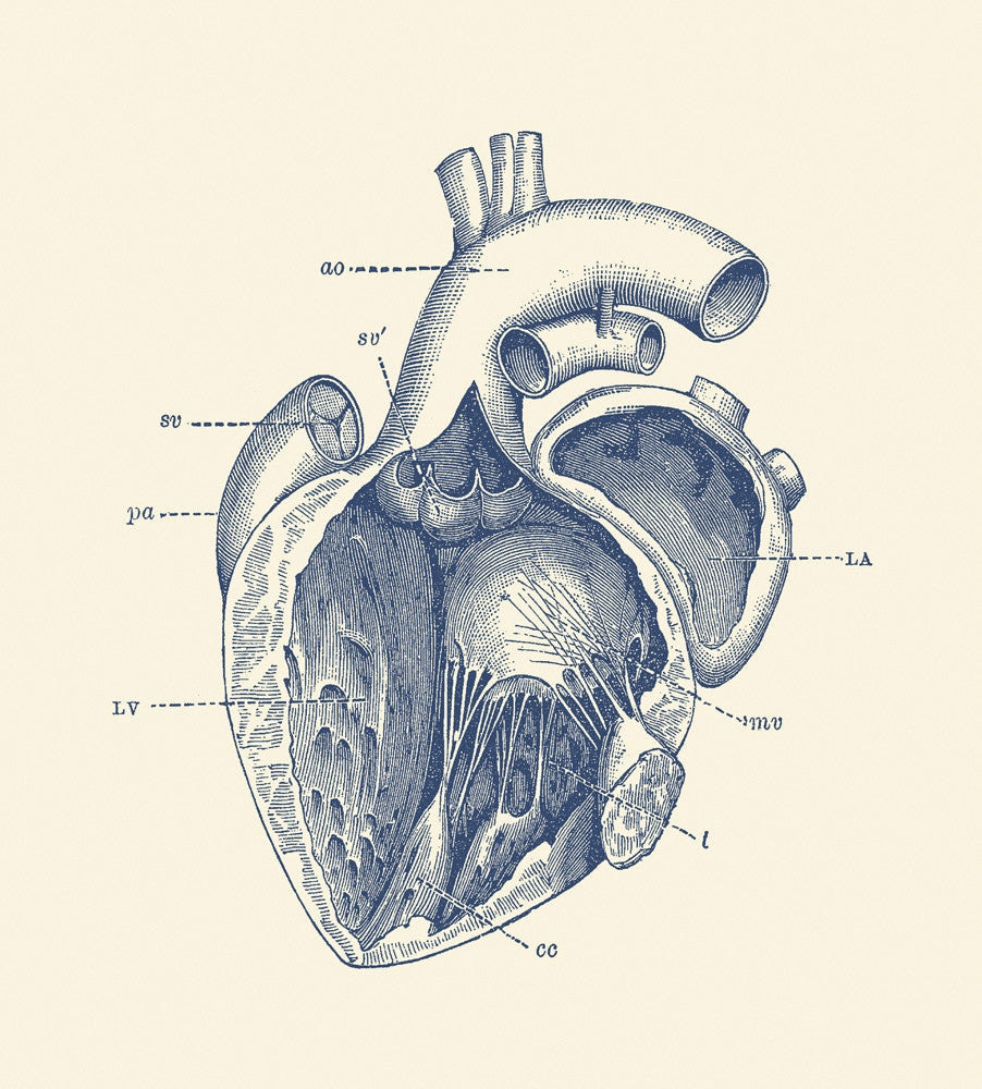 Vintage Human Heart Anatomy Fine Art Print by John Parrot