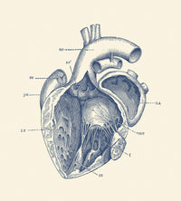 Vintage Human Heart Anatomy Fine Art Print by John Parrot