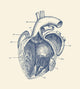 Vintage Human Heart Anatomy Fine Art Print by John Parrot