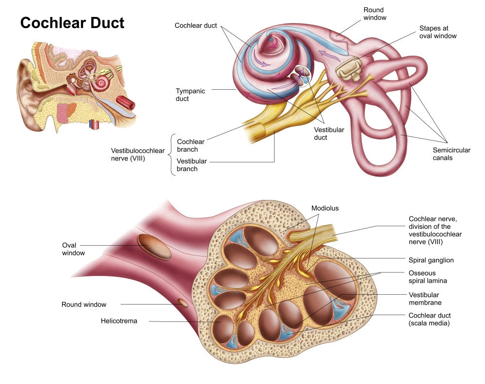 Anatomy of the Cochlear Duct in the Human Ear Fine Art Print
