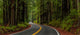 Avenue of the Giants Redwoods Forest Fine Art Print by Panoramic Images