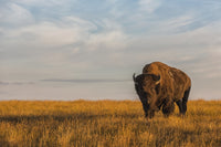 Bison Fine Art Print - Grasslands National Park, Canada by Robert Postma