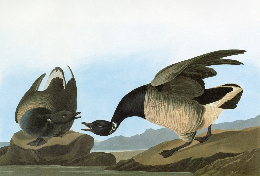 Brant Goose Fine Art Print After John James Audubon