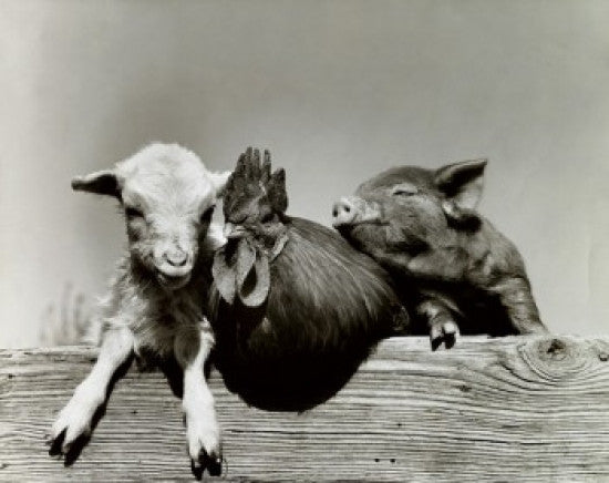 Portrait of Farm Animals Fine Art Print - Multiple Sizes