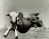 Portrait of Farm Animals Fine Art Print - Multiple Sizes