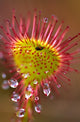 Sundew With Digested Food Fine Art Print - British Columbia