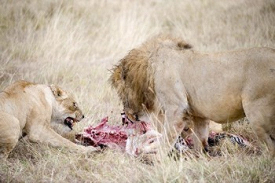 Lion and Lioness Eating a Zebra Photo Print by Panoramic Images