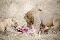 Lion and Lioness Eating a Zebra Photo Print by Panoramic Images