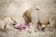 Lion and Lioness Eating a Zebra Photo Print by Panoramic Images