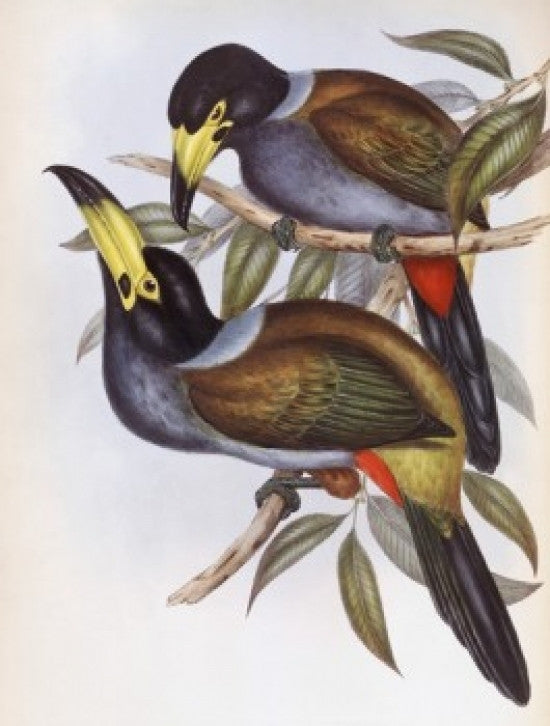 Hooded Hill Toucan Fine Art Print by John Gould
