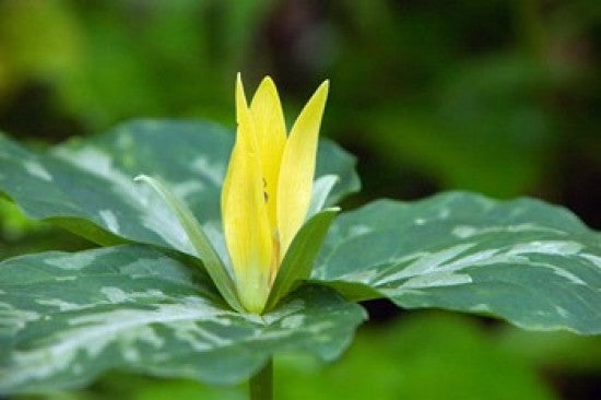 Yellow Trillium Flower Tennessee Photo Print by Panoramic Images