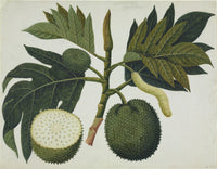 Artocarpus Sp. Fine Art Print by Mary Evans