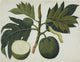 Artocarpus Sp. Fine Art Print by Mary Evans