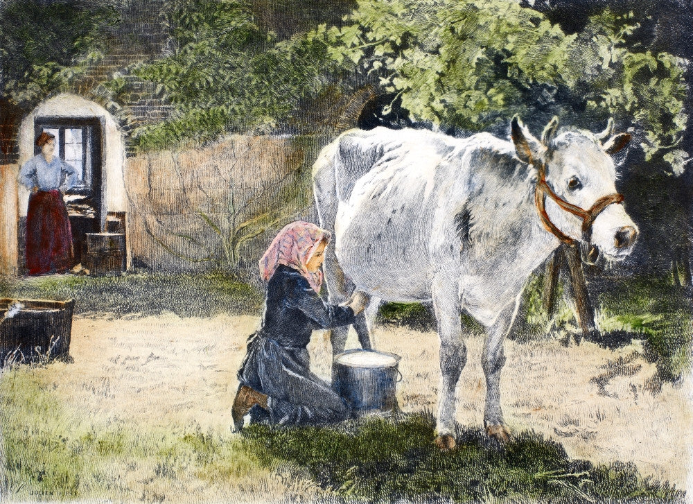 Milking The White Cow Fine Art Print - 19th Century Etching