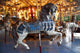 Carousel Horse Fine Art Print - Available in Multiple Sizes