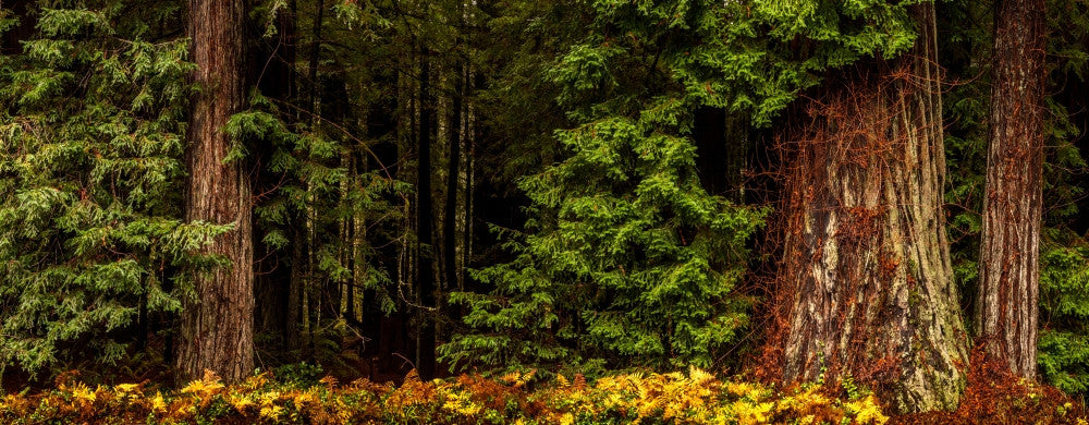 Giant Redwood Trees in Humboldt Redwoods State Park Fine Art Print