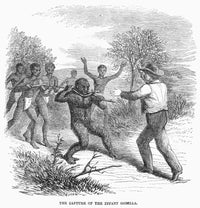 The Capture of an Infant Gorilla by Paul Du Chaillu - Fine Art Print