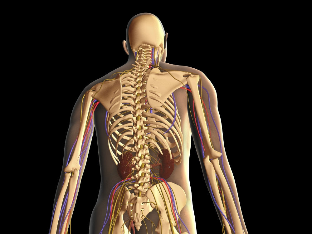 Transparent Human Body Anatomy Poster Print - Skeleton & Nervous System
