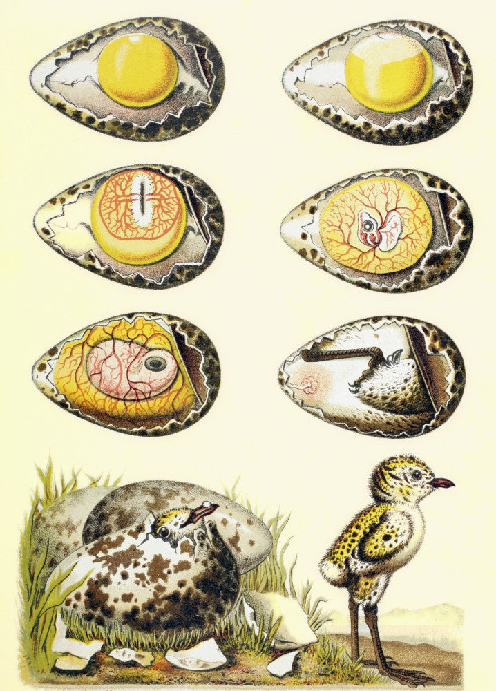 Evolution of a Chicken Fine Art Print from 1880 - El Mundo Ilustrado