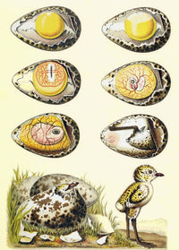 Evolution of a Chicken Fine Art Print from 1880 - El Mundo Ilustrado