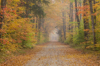 Autumn Forest Road Fine Art Print - Schoolcraft County, Michigan
