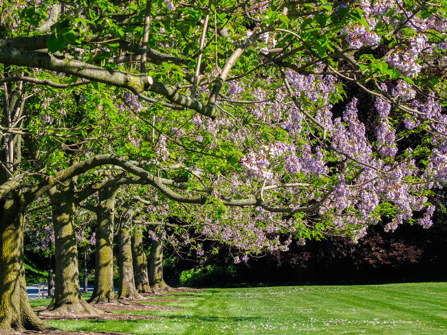 The Empress Tree 'Paulownia tomentosa' in Bloom Poster Print by Julie Eggers
