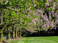 The Empress Tree 'Paulownia tomentosa' in Bloom Poster Print by Julie Eggers