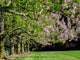 The Empress Tree 'Paulownia tomentosa' in Bloom Poster Print by Julie Eggers