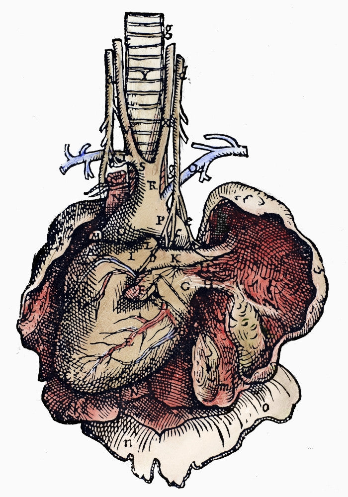 Human Heart Woodcut Art Print from Vesalius' De Humani Corporis Fabrica