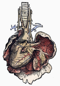 Human Heart Woodcut Art Print from Vesalius' De Humani Corporis Fabrica