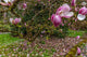 Magnolia Tree in Spring Bloom Fine Art Print by Chuck Haney