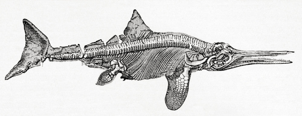Thunnosaur Ichthyosaur Fine Art Print by Ken Welsh | Posterazzi