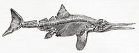Thunnosaur Ichthyosaur Fine Art Print by Ken Welsh | Posterazzi