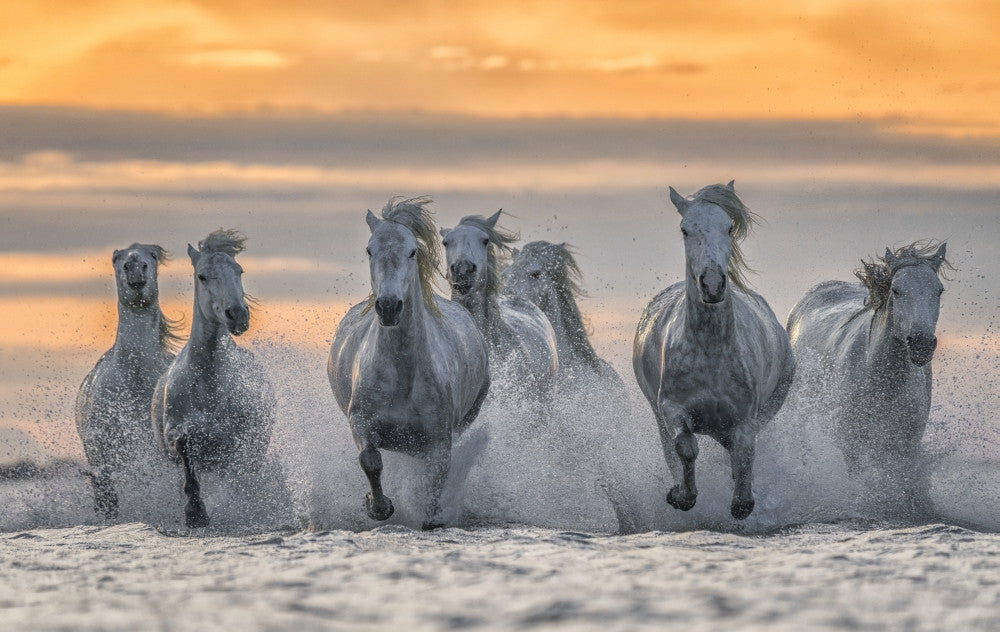 White Horses of Camargue Running Out of the Water Fine Art Print by Robert Postma
