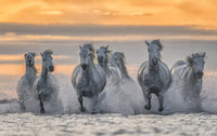 White Horses of Camargue Running Out of the Water Fine Art Print by Robert Postma