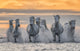White Horses of Camargue Running Out of the Water Fine Art Print by Robert Postma