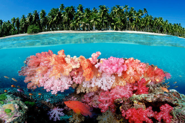 Tropical Coral Reef Fine Art Print - Fiji Pacific Ocean by VWPics