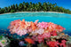 Tropical Coral Reef Fine Art Print - Fiji Pacific Ocean by VWPics