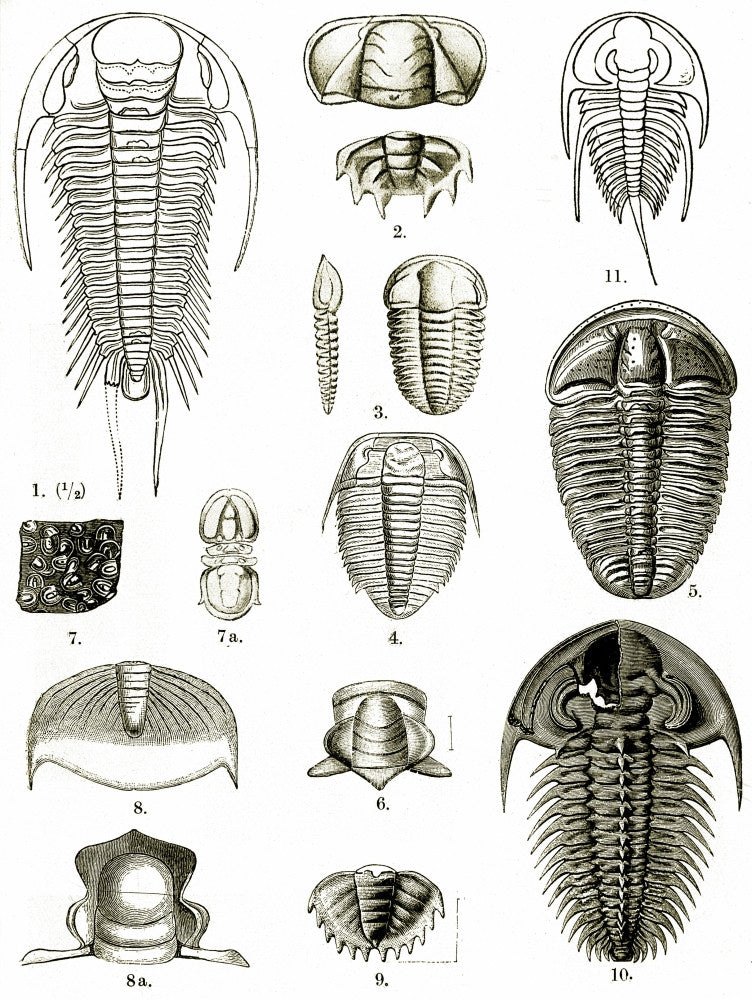 Upper Cambrian Trilobites Fine Art Print | Science Source