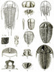 Upper Cambrian Trilobites Fine Art Print | Science Source