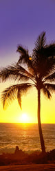 Palm Tree at Sunset Fine Art Print - Waikoloa, Hawaii