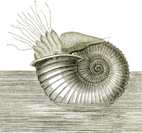Jurassic Ammonite Fine Art Print by Science Source