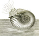 Jurassic Ammonite Fine Art Print by Science Source