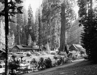Sequoia National Park Fine Art Print - Giant Forest Village View