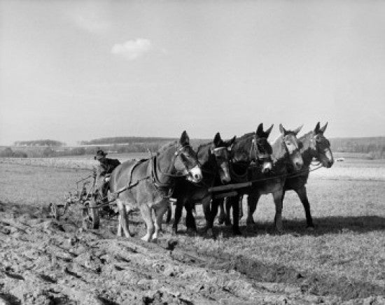 Team of Horses Plowing a Field Fine Art Print
