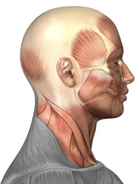 Anatomy of Human Face Muscles Side View Fine Art Print