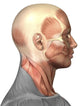Anatomy of Human Face Muscles Side View Fine Art Print