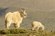 Mountain Goat Nanny and Kid Fine Art Print by Jaynes Gallery