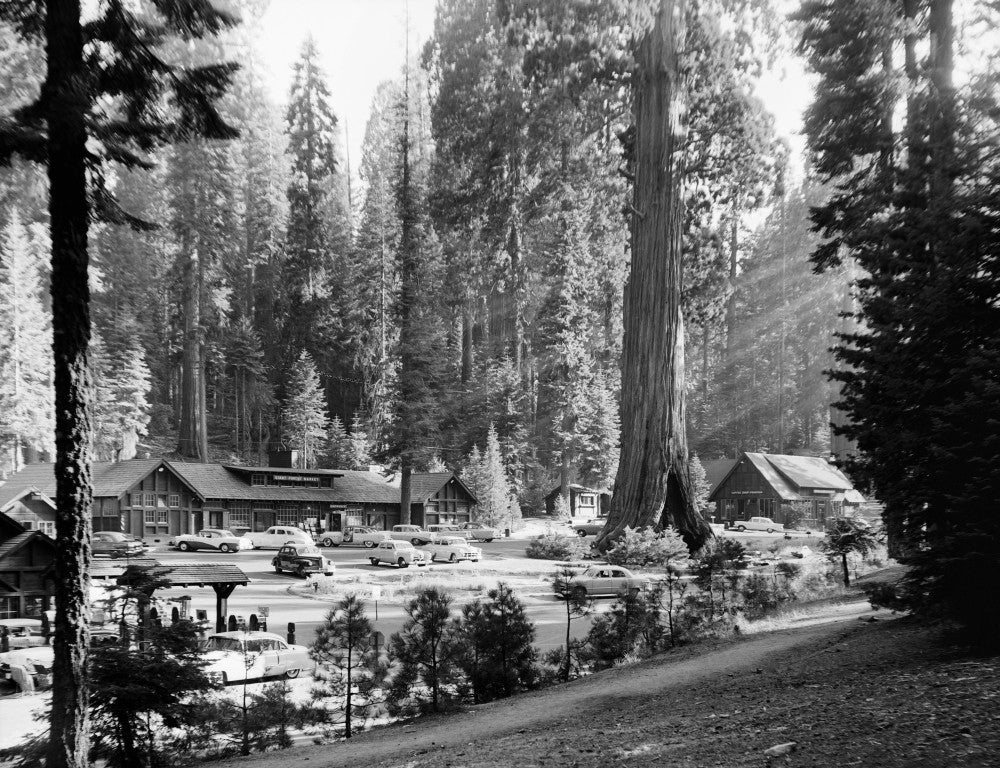 Sequoia National Park Fine Art Print - Giant Forest Village View